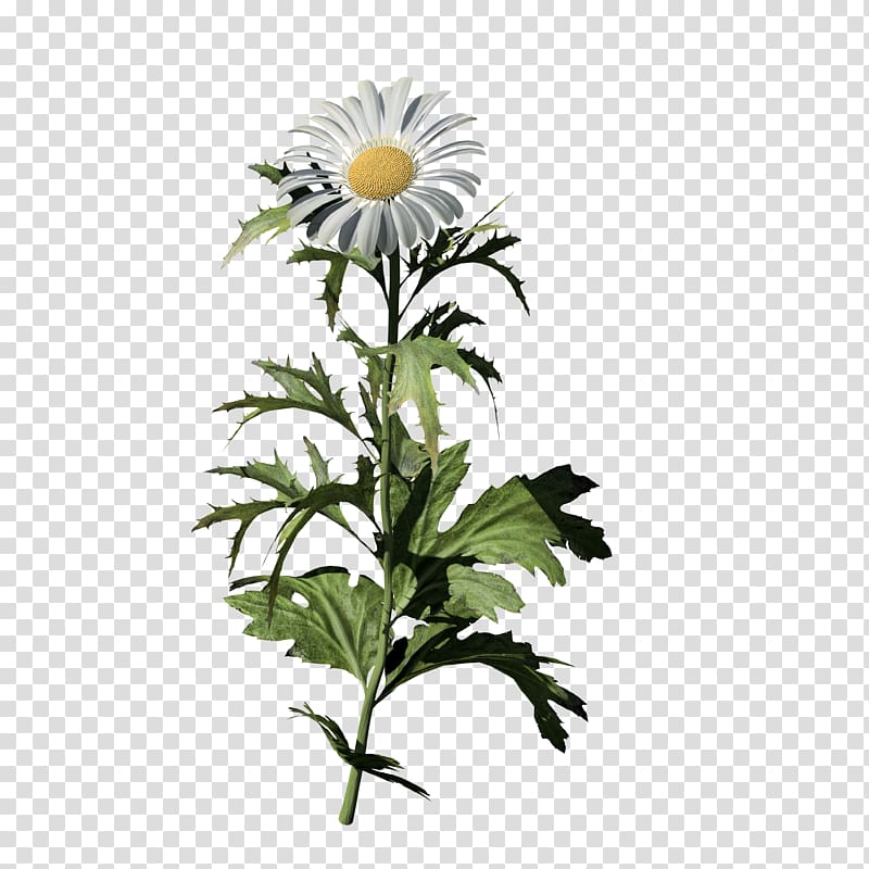 Oxeye daisy Common daisy SpeedTree Low poly Chamomile, others transparent background PNG clipart