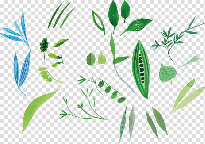 Tropical woody bamboos , lemon grass transparent background PNG clipart