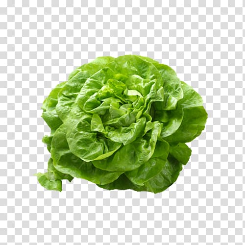 Butterhead lettuce Romaine lettuce Salad Vegetable, Romanesco Broccoli transparent background PNG clipart