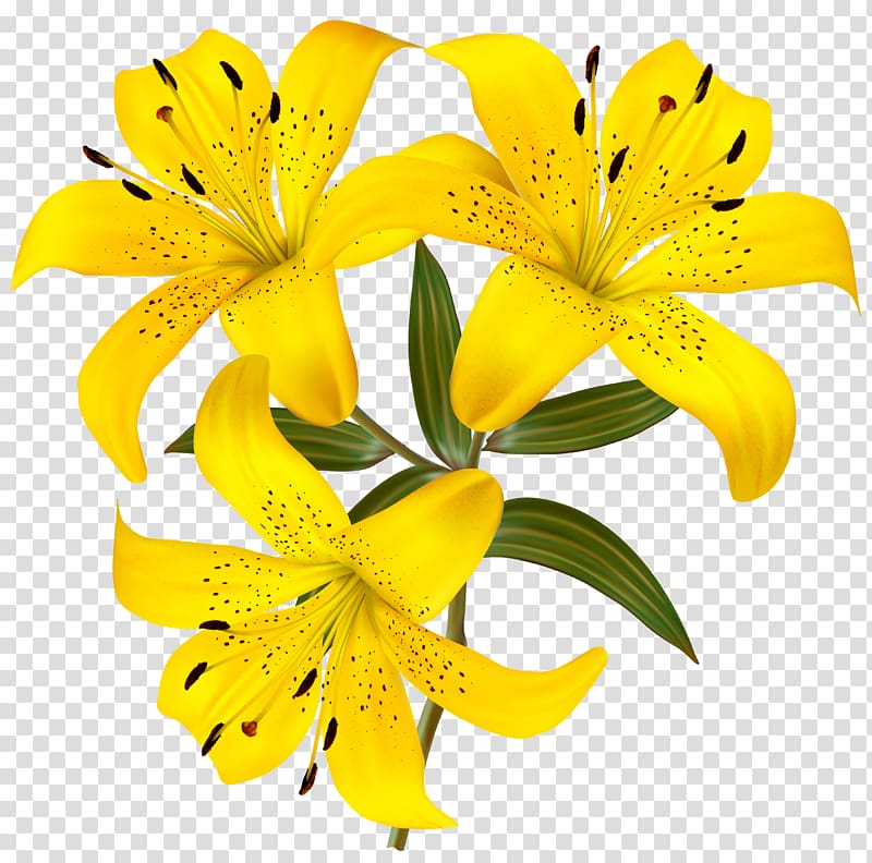 three yellow hibiscus flowers, Lilium Yellow Flower Hemerocallis fulva , Yellow Lilies transparent background PNG clipart