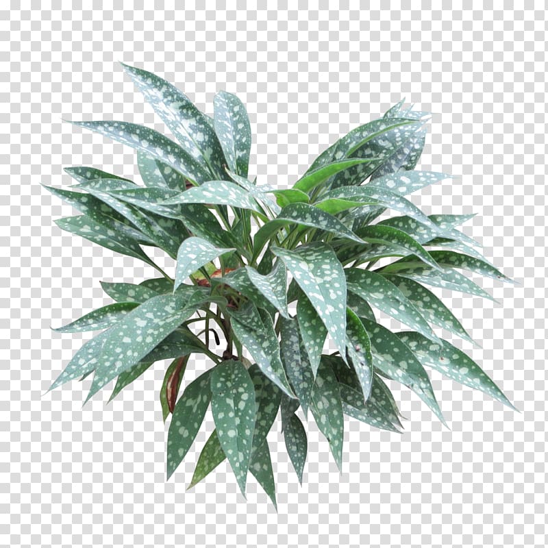 Embryophyta Shrub Tree Plantain lilies, bushes transparent background PNG clipart
