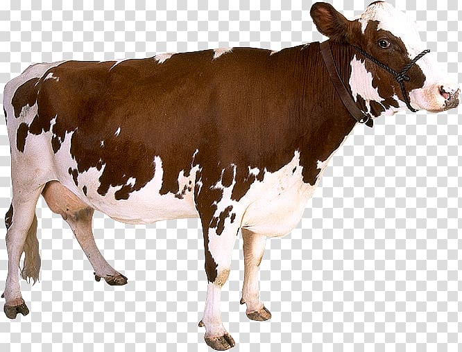 Dairy cattle Calf Baka cow, cow transparent background PNG clipart