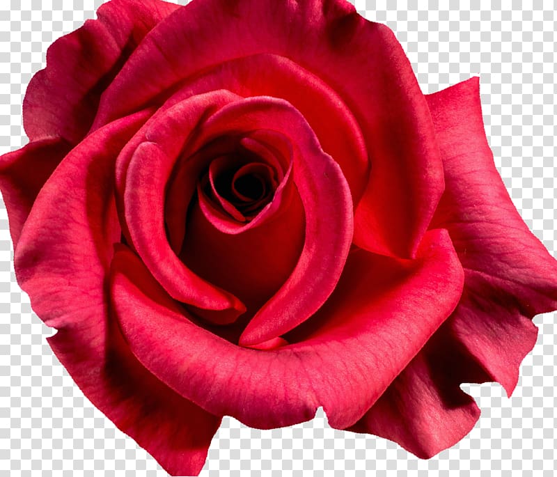 Damask rose Flower, red rose transparent background PNG clipart