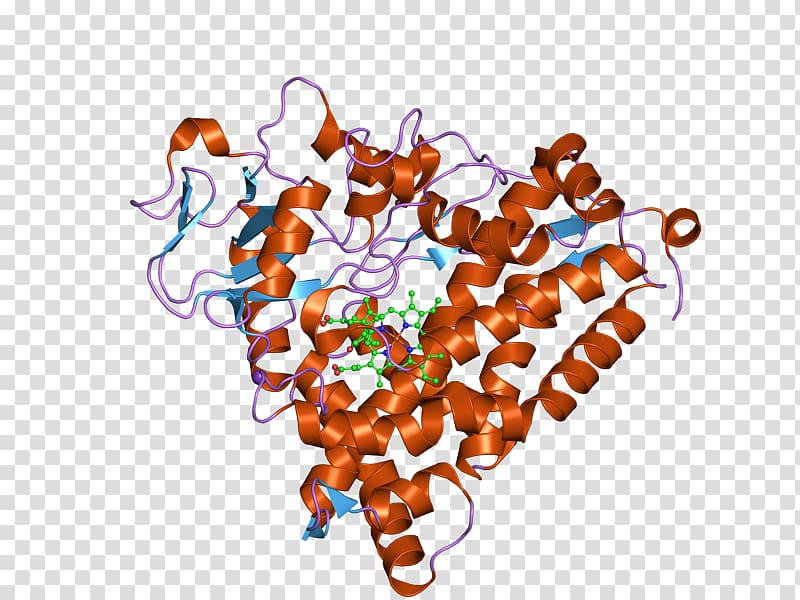 CYP3A4 Cytochrome P450 Enzyme CYP2C9, ebi transparent background PNG clipart