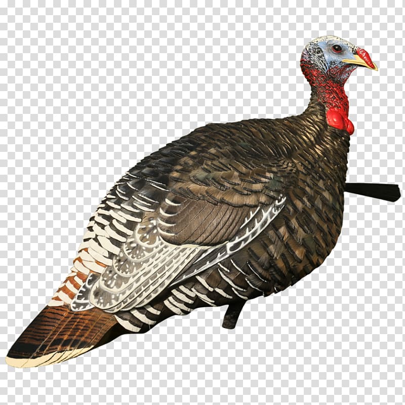 Turkey hunting Decoy Galliformes, jake transparent background PNG clipart