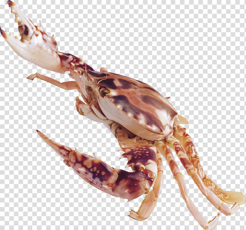 Crab Seafood Crustacean, Crab transparent background PNG clipart