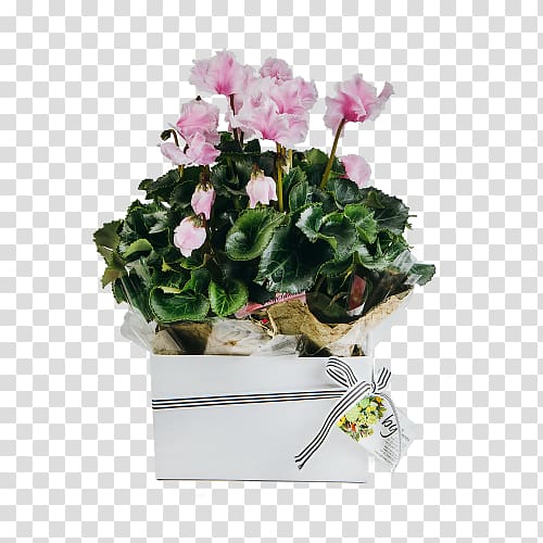 Cyclamen Houseplant Gift Cut flowers, gift transparent background PNG clipart