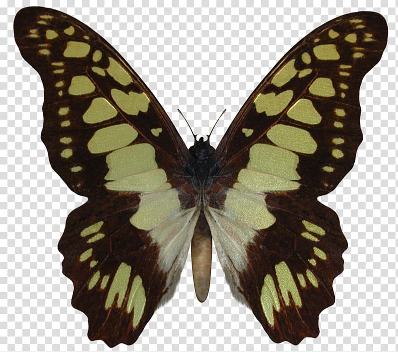 Swallowtail butterfly AUREUS Butterflies & Insects Battus polydamas, butterflay transparent background PNG clipart