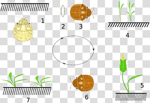 Plant Body Jewellery , plant transparent background PNG clipart thumbnail