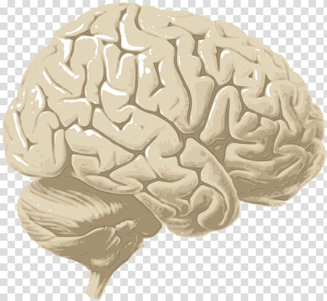 Human brain Cerebrum Cerebral cortex Cerebral hemisphere, Brain transparent background PNG clipart