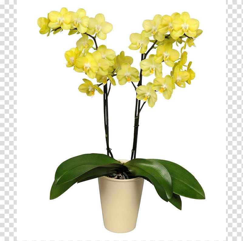 Moth orchids Cut flowers Cattleya orchids, orchid transparent background PNG clipart