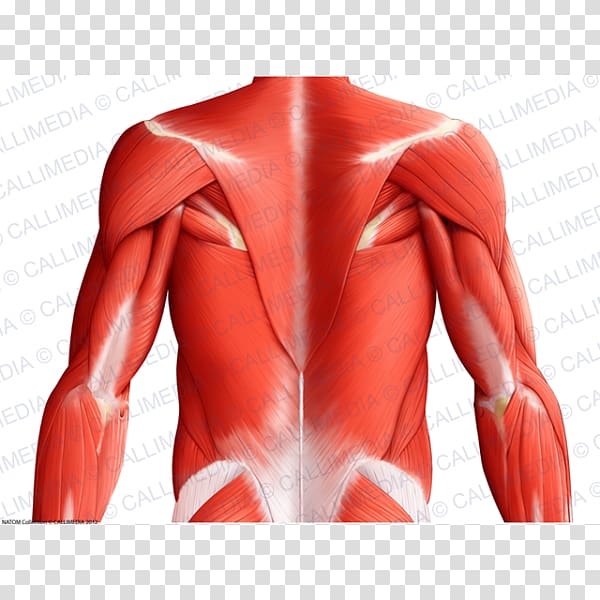 Muscle Shoulder Muscular system Human body Thorax, arm transparent background PNG clipart