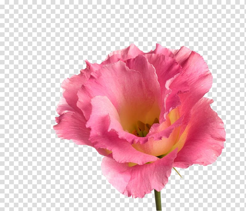Rosa chinensis , Cartoon rose flower material transparent background PNG clipart