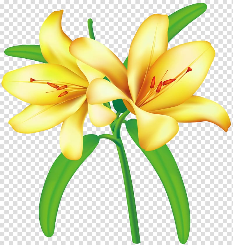 yellow and green lilies illustration, Flower Yellow , Yellow Lilium transparent background PNG clipart