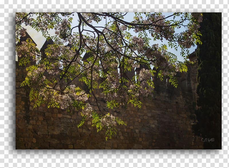 Córdoba Paperblog May Heiligdom Flower, Mayo transparent background PNG clipart