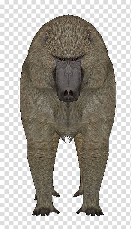 Fauna Mammal Fur Terrestrial animal Snout, olive baboon transparent background PNG clipart