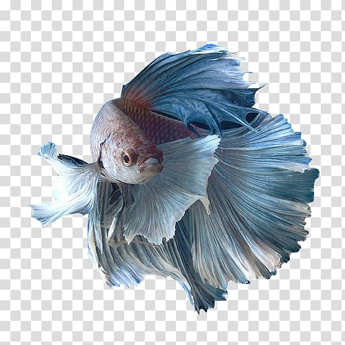 blue and red Siamese fighting fish, Siamese fighting fish Honey gourami Spotfin betta Goldfish, betta transparent background PNG clipart