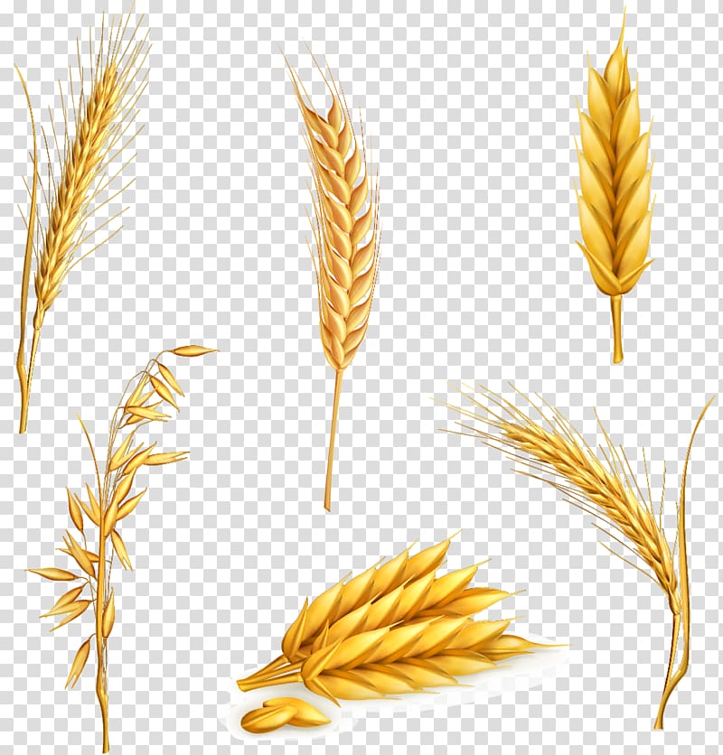 six yellow grains illustrations, six kinds of wheat transparent background PNG clipart