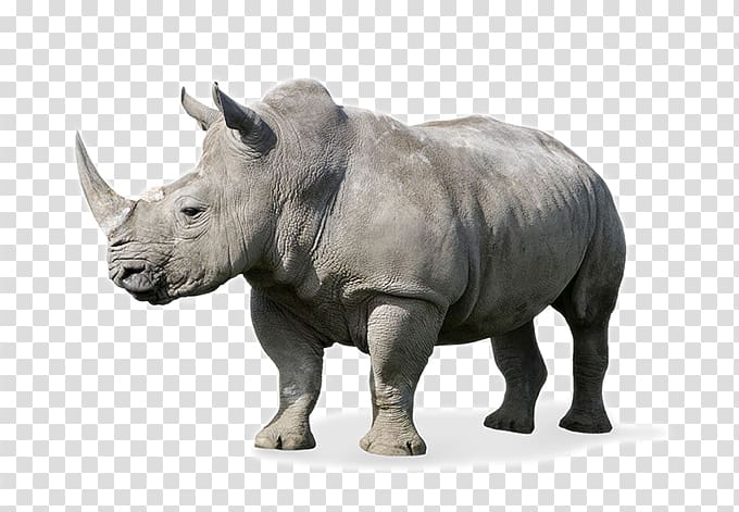 mammals rhinoceros species have transparent background PNG clipart