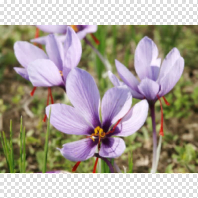 Crocus Saffron Bulb Onion Plant, crocus transparent background PNG clipart