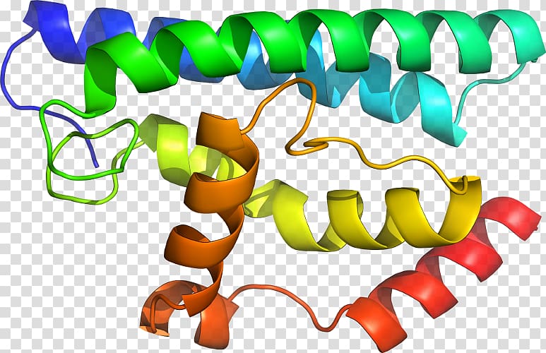 Organism , Glutathione Stransferase Mu 1 transparent background PNG clipart