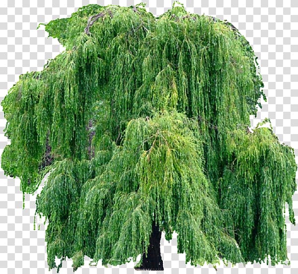 Weeping willow Tree Salix caprea Weeping Golden Willow Pussy willow, tree transparent background PNG clipart