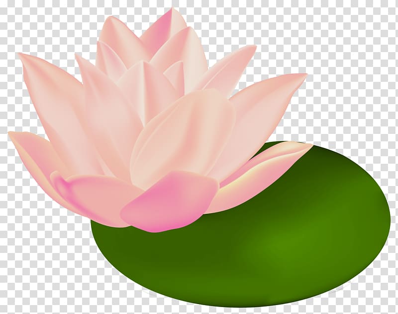 Nymphaea alba Nelumbo nucifera Egyptian lotus , waterlily transparent background PNG clipart