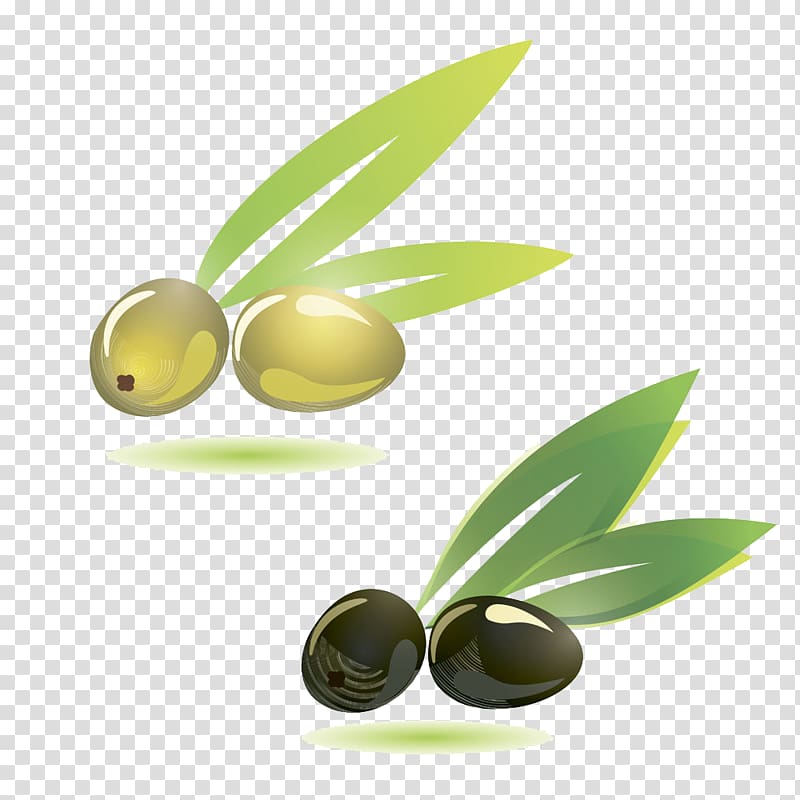 Olive branch Illustration, Olives transparent background PNG clipart