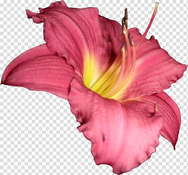 Flower Scape , callalily transparent background PNG clipart