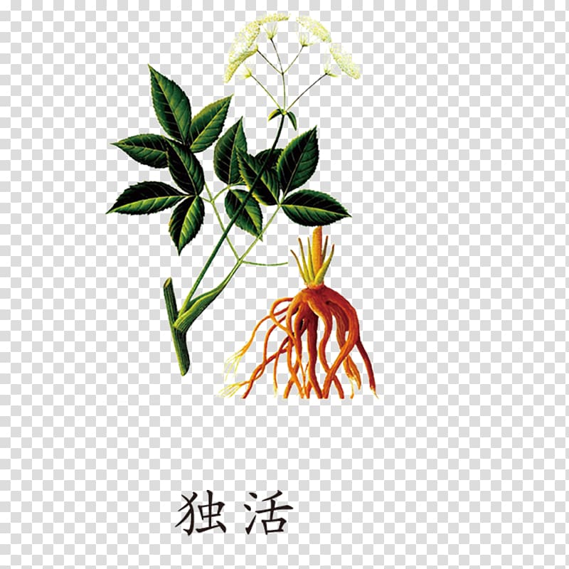 Female ginseng Angelica dahurica Angelica archangelica Extract Traditional Chinese medicine, Chinese angelica transparent background PNG clipart