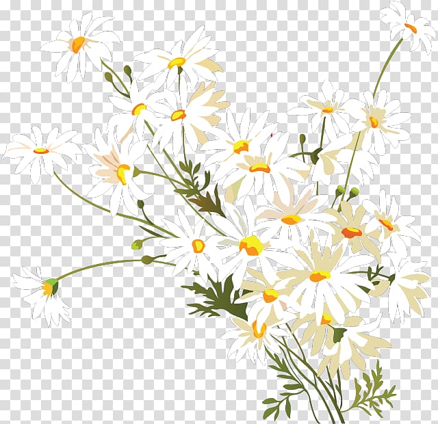 Flower Chamomile Common daisy , flower transparent background PNG clipart