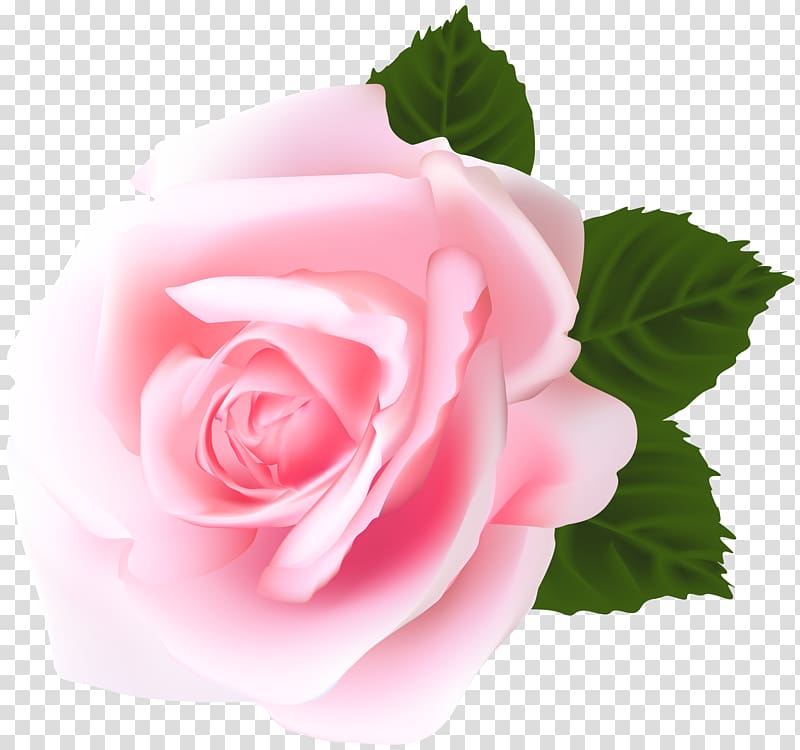 Garden roses Centifolia roses Pink , Rose Pink transparent background PNG clipart