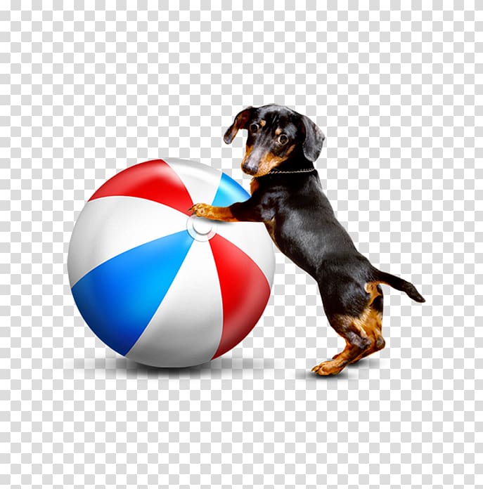 French bulldog hotsell with beach ball