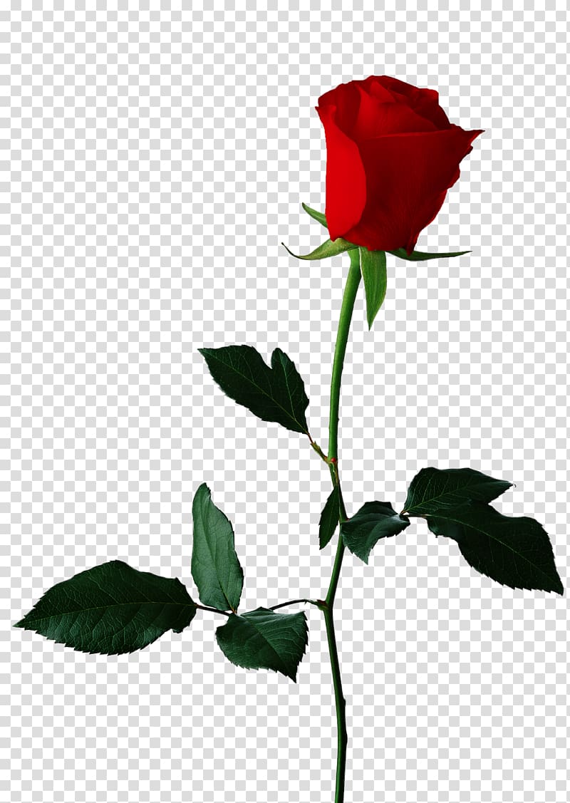 red rose , Black rose Flower , Single Red Rose Background transparent background PNG clipart
