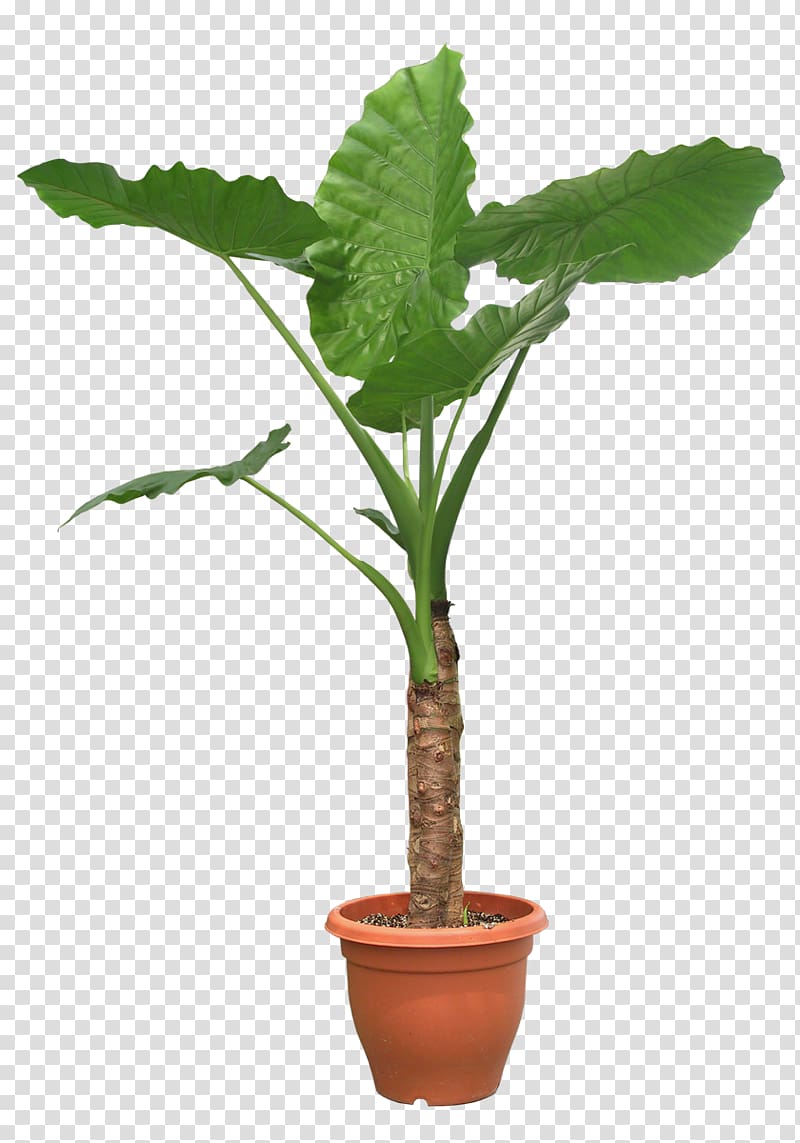 Houseplant Tree Pixel, Plant Potted transparent background PNG clipart