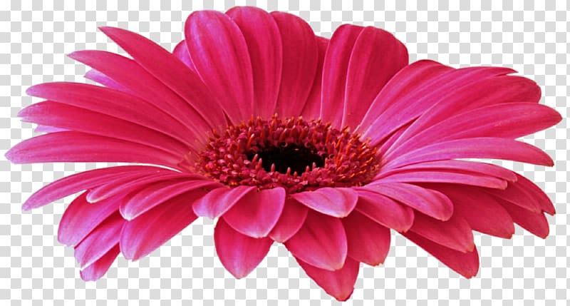 Transvaal daisy , Gerbera Free transparent background PNG clipart