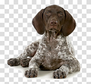 Cartoon Dog German Shorthaired Pointer German Wirehaired Pointer