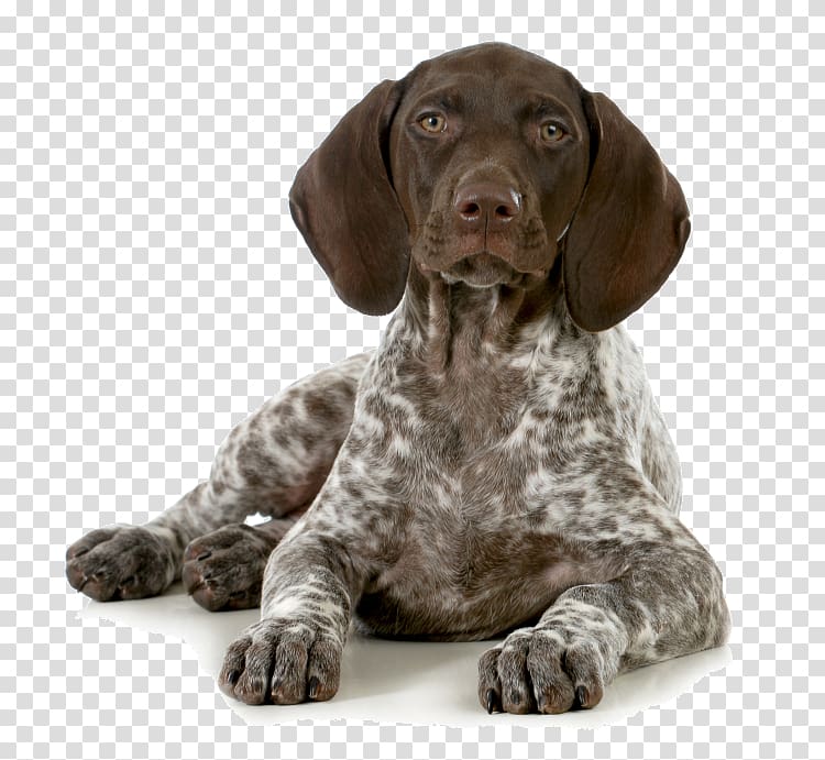 German Shorthaired Pointer Puppy Hunting, puppy transparent background PNG clipart