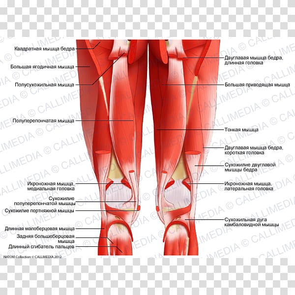 Anterior compartment of thigh Human leg Muscle Posterior compartment of thigh, nervous system transparent background PNG clipart