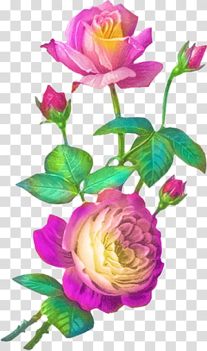 Rose Flower , rose transparent background PNG clipart thumbnail