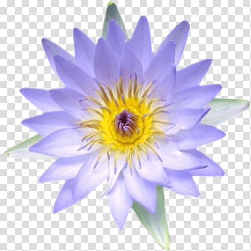 Egyptian lotus Nymphaea lotus Nelumbo nucifera Ancient Egypt Flower, flower transparent background PNG clipart