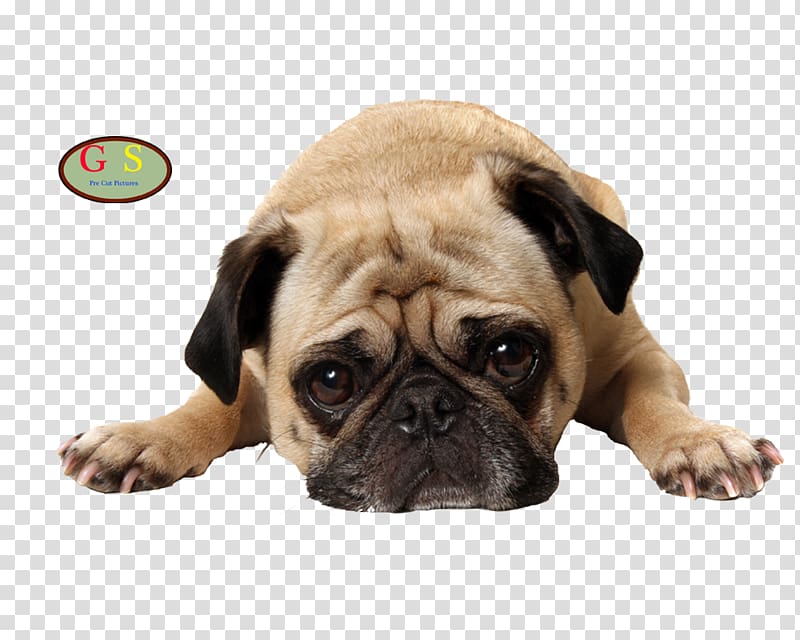 Pug Puppy Pet Veterinarian, puppy transparent background PNG clipart