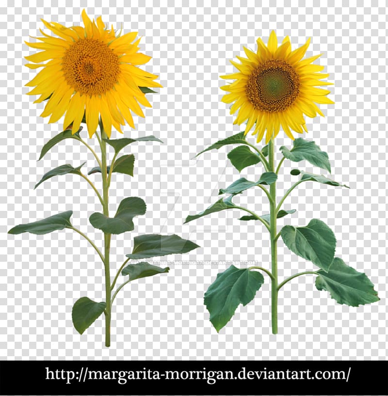 Common sunflower Plant Sunflower seed, sunflower transparent background PNG clipart