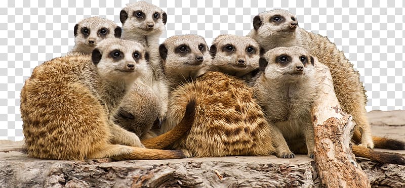 Corrigans Beach Reserve Meerkat Batemans Family, zoo animal transparent background PNG clipart