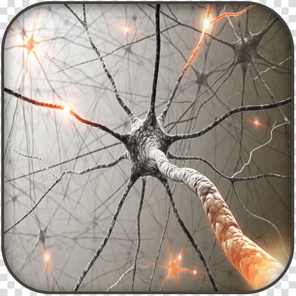 Brain Stimulation Nervous system Auditory system KAEF, Multiple sclerosis transparent background PNG clipart
