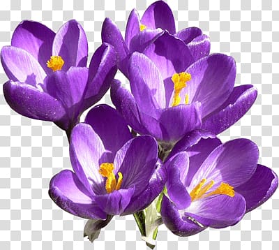 purple petaled flower , Crocus Group transparent background PNG clipart