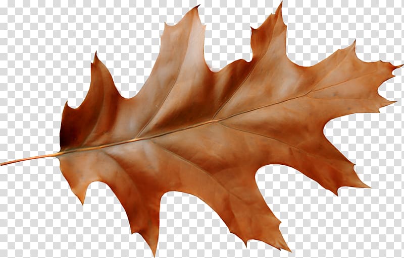 Oak leaf cluster Oak leaf cluster Autumn Acorn, autumn transparent background PNG clipart