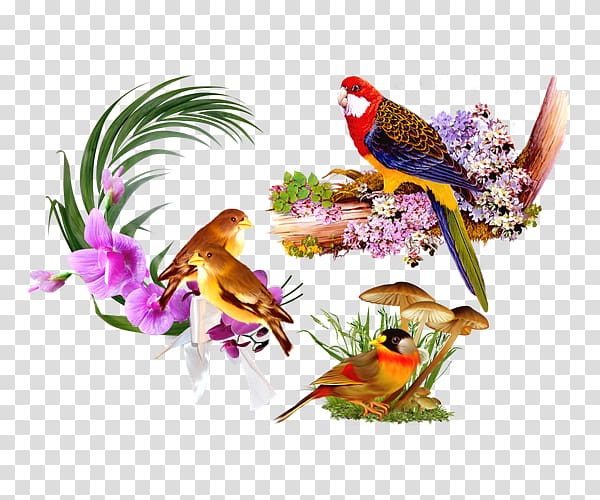Bird Still life, Variety parrot floral still life decorative background pattern transparent background PNG clipart