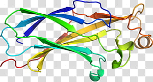 Leaf Line Organ Point , Leaf transparent background PNG clipart thumbnail