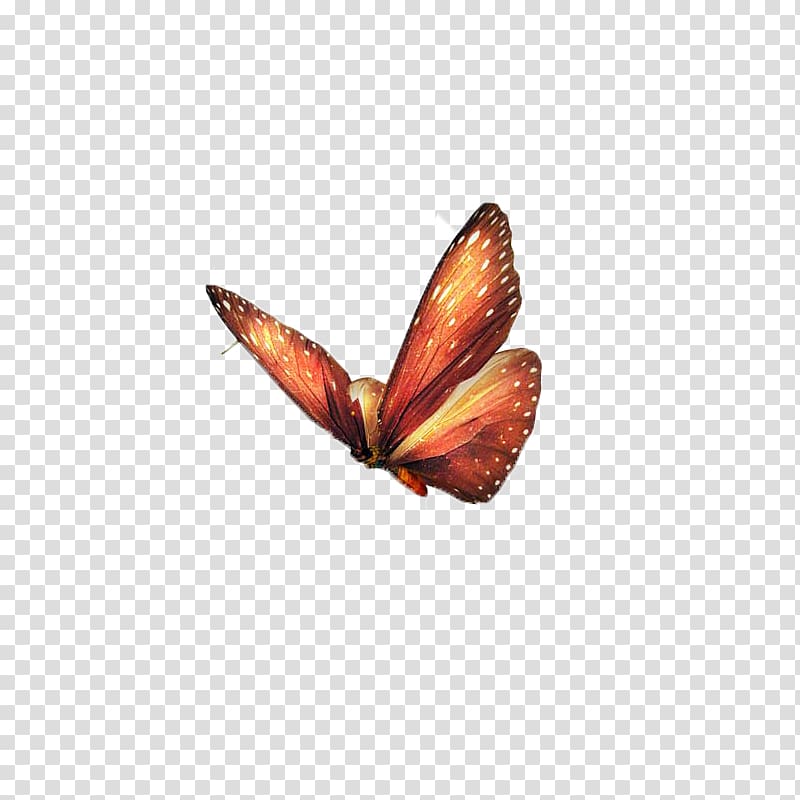 Butterfly Papillon dog Insect, butterfly,insect,specimen transparent background PNG clipart